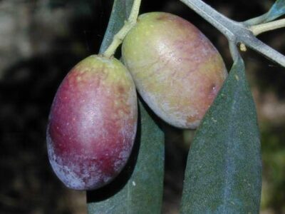 OLIVO ERMANNO ROSATI - immagine 3