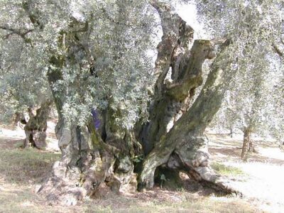 OLIVO ERMANNO ROSATI - immagine 4