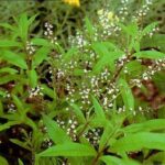 12962_01 Lippia citriodora Cedrina