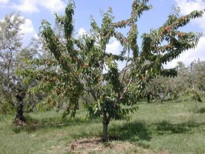 Prunus avium New Star