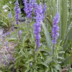 13102_01 Salvia farinacea