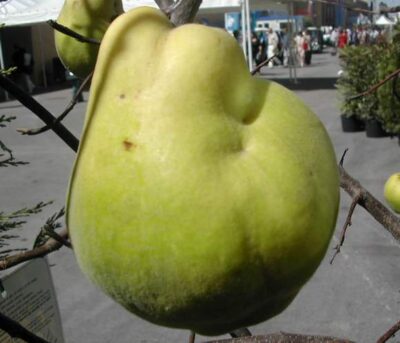 Cydonia Vulgaris Cotogno
