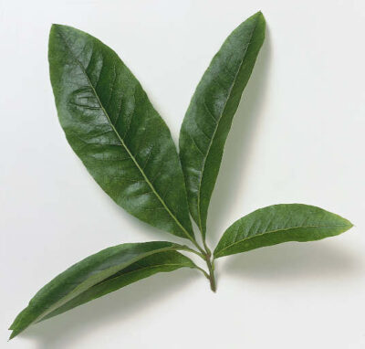 13197_02 Quercus imbricaria