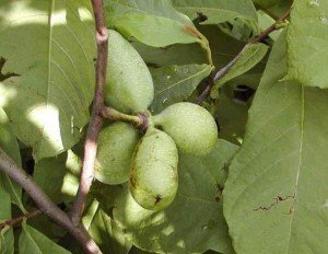 Asimina triloba Banano del Nord
