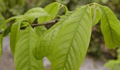 13206_03 Asimina triloba Banano del Nord