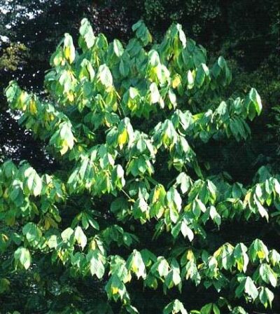 13206_04 Asimina triloba Banano del Nord