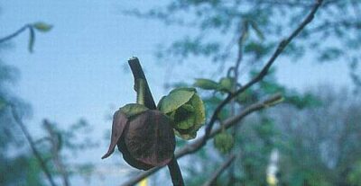 13206_05 Asimina triloba Banano del Nord