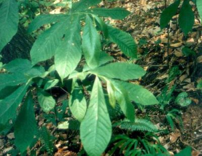 13206_06 Asimina triloba Banano del Nord