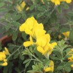 13210_01 Cytisus racemosus
