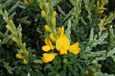 13210_02 Cytisus racemosus
