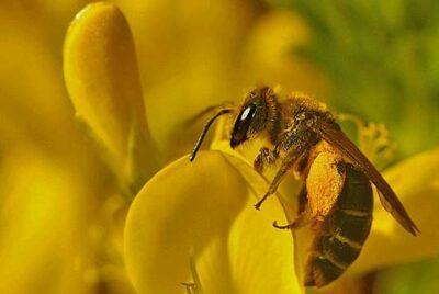 13210_03 Cytisus racemosus
