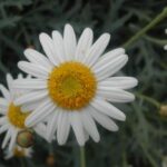 13228_01 Argyranthemum frutescens Margherita Camilla