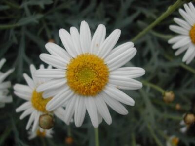 13228_01 Argyranthemum frutescens Margherita Camilla