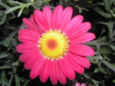 13228_02 Argyranthemum frutescens Rossa