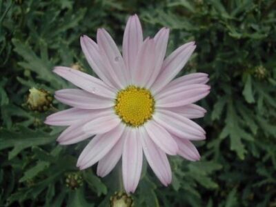 13228_02 Argyranthemum frutescens Rossa