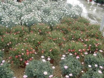13228_04 Argyranthemum frutescens