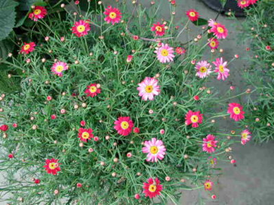 13228_05 Argyranthemum frutescens Rossa