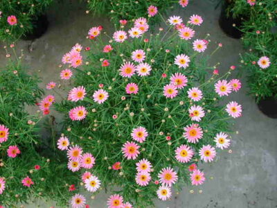 Leucanthemum maximum LEUCANTEMO MARGHERITA - immagine 6
