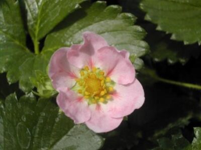 FRAGARIA ANANASSA FRAGOO PINK
