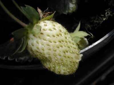 FRAGARIA ANANASSA DEEP ROSE IMMATURO