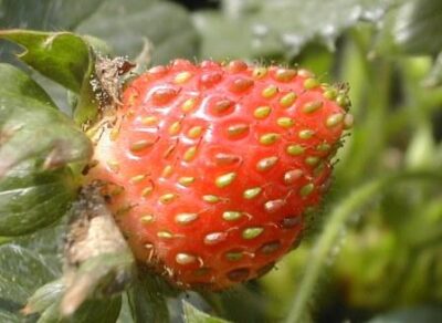 FRAGOLA FRAGOO - immagine 6