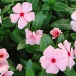 13259_01 Catharanthus roseus