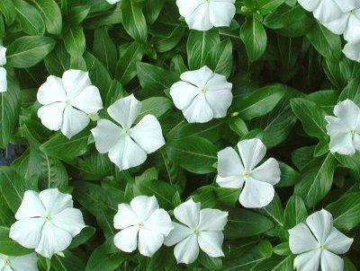 Catharanthus roseus  VINCA ROSEA - immagine 2