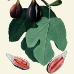 Ficus Carica Sativa San Piero