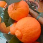 limetta rossa di rangpur