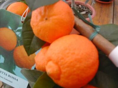 limetta rossa di rangpur