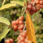 Elaeagnus umbellata