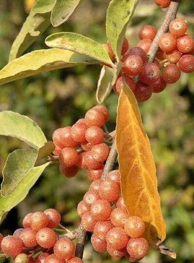 Elaeagnus umbellata