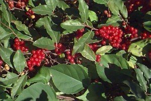 Eleagnus umbellata