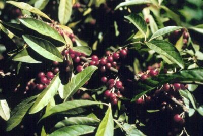 Elaeagnus umbellata