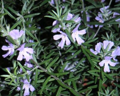 13344_02 Westringia fruticosa