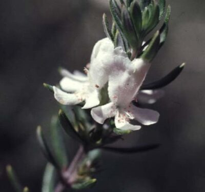 13344_04 Westringia fruticosa