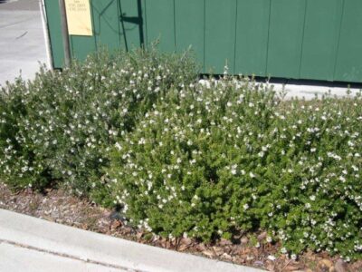 13344_05 Westringia fruticosa