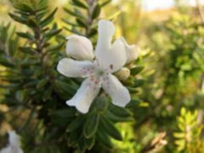 13344_09 Westringia fruticosa