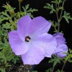 Alyogyne huegelii Santa Cruz