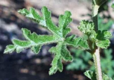 13356_04 Alyogyne huegelii