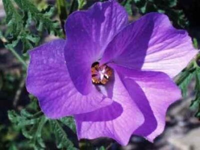 13356_05 Alyogyne huegelii