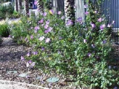 13356_06 Alyogyne huegelii