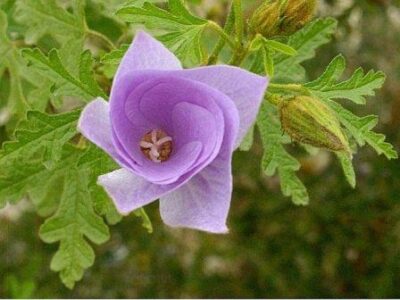 13356_07 Alyogyne huegelii