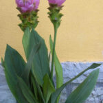 13364_01 Curcuma alismatifolia