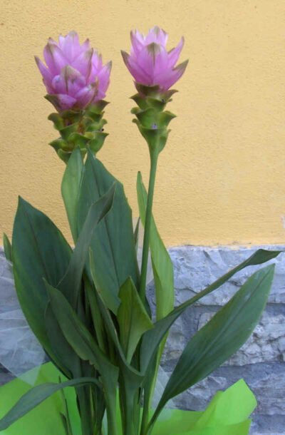13364_01 Curcuma alismatifolia