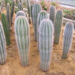 13367_01 Pachycereus linglei