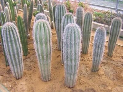 13367_01 Pachycereus linglei