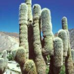 13368_01 Trichocereus pasacana