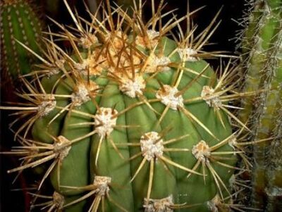 13368_02 Trichocereus pasacana