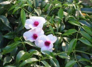 Pandorea jasminoides - fiori